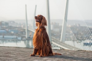 容姿端麗だけど 明るい天然ちゃん アイリッシュセッターの特徴と飼い方 みんなのペットライフ