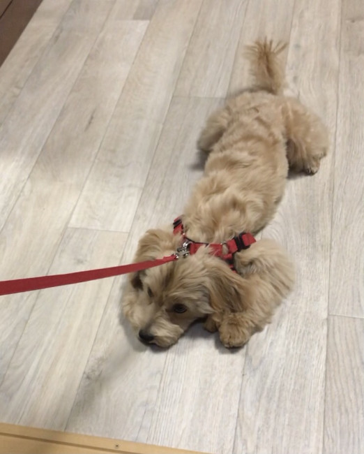 犬だってお散歩行きたくないときもある!? ハーネスをつけた状態で嫌がるムクくん! いつもは好きだけど、今日は気分じゃない!ってときもあるよね。(ムクくん、7カ月、マルチーズ×トイプードル)