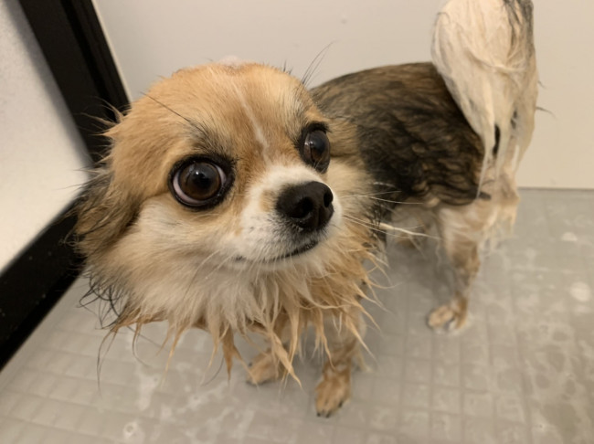 シャンプーされて普段はボリューミーなロングコートの毛がぺったんこ！ ふさふさなフォルムからシュっとした印象にチェンジ！ 目の大きさも際立っています♡ （ティムくん、4歳、チワワ）