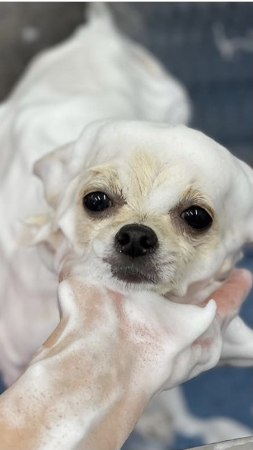 あわあわの状態でうっとり気持ちよさが伝わってくる檸檬ちゃん。毛色と同じシャンプーの白い泡が、まるで生クリームみたい！ （檸檬ちゃん、1歳、チワワ×ポメラニアン）