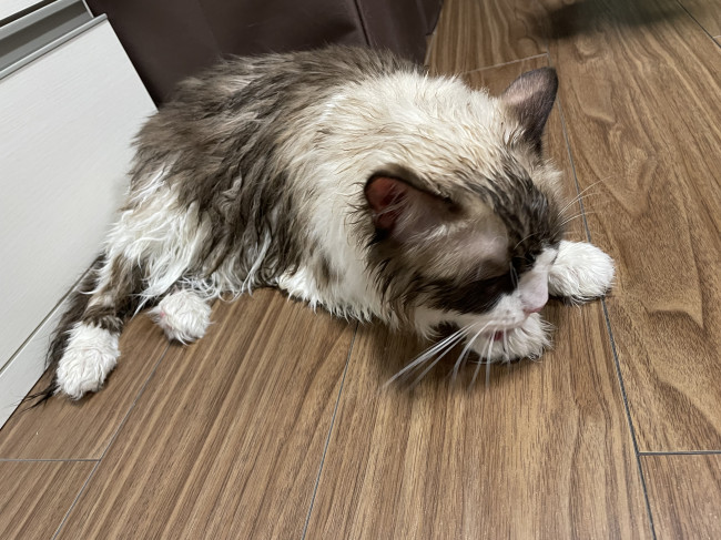 久しぶりのお風呂に入ったふぇりちーたちゃん。シャンプー後はラグドール特有のボリューミーな毛並みはどこかへ……。早く乾くといいね！ （ふぇりちーたちゃん、6歳、ラグドール）