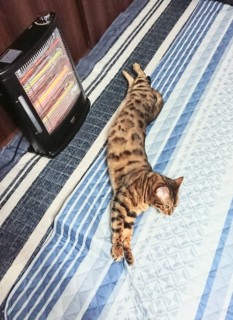 ゴロンと横になり、おなかを暖めているキングくん! 冬はお腹が冷えやすいもんね……。無駄のない暖まり方、勉強になります! (キングくん、4歳、ベンガル)
