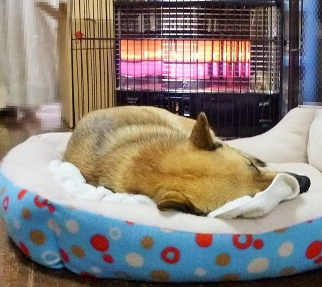 ストーブの暖かさをベストポジションで感じる福ちゃん！ ベッドとタオルケットと暖かいストーブ。これぞまさに冬の三種の神器！？ （福ちゃん、11歳、柴系ミックス）
