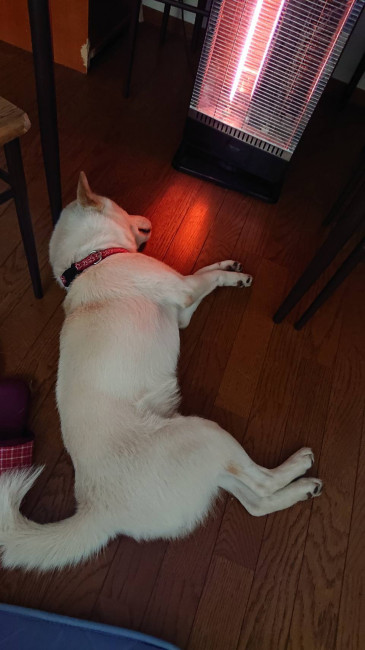 毛があってもやっぱり冬は寒い……。特等席でリラックス中のりんまるくん、お尻は寒くないのかな? (りんまるくん、1歳、柴犬)