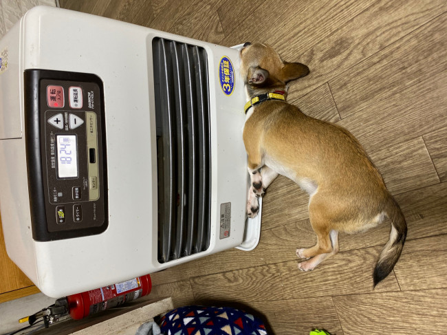 茶太郎くんとストーブが一体化してる!? ぺったりくっついて暖をとっていますね。これぞ 暖まり方の最頂点? (茶太郎くん、2歳、チワワ)