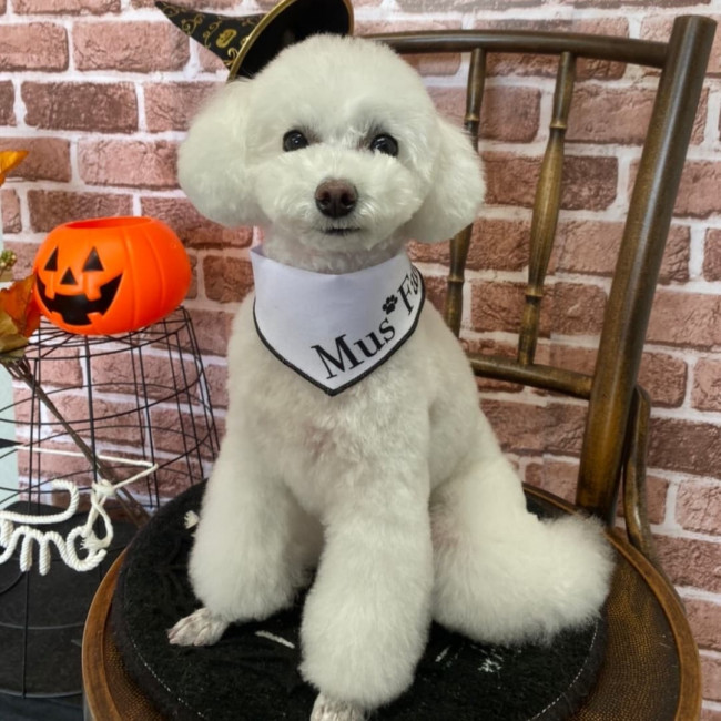 初めて耳を丸くカットしたバニラちゃん！ 耳がボンボンのようでかわいらしいですね！ 白い毛と丸みのあるカットがマッチしています♡ （バニラちゃん、4歳、トイプードル）