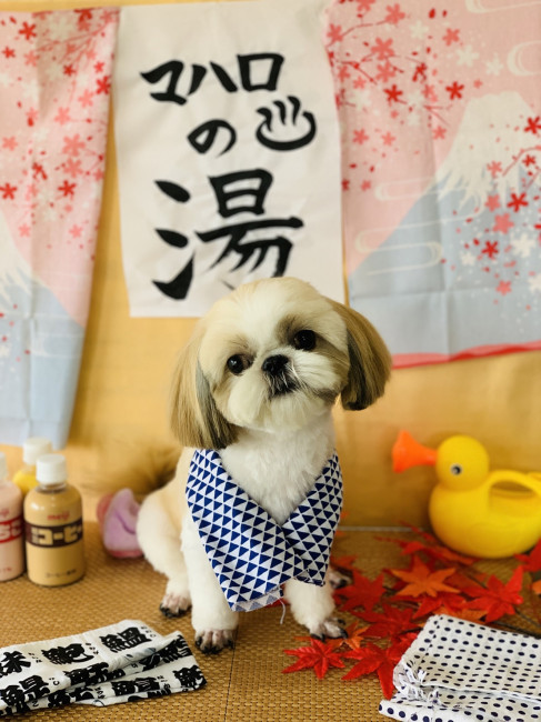 とてもユニークな背景と衣装で記念撮影した夢ちゃん！ 頭の丸みや耳の毛並みなどが揃えられ、とてもかわいい仕上がりになっています♡ （夢ちゃん、10カ月、シーズー）