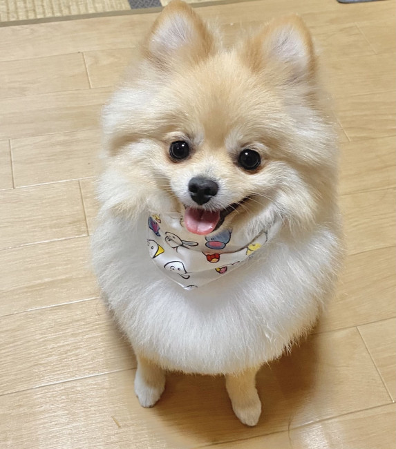 ふんわりやわらかい印象が、かわいらしい、こむぎくん♡ 毛のふさふさ感を活かした、丸みのあるカットがよく似合っていますね。同じカットでも毛色や顔のタイプによって、違う雰囲気に見えたりするので、愛犬に似合うカットを探してみましょう! (こむぎくん、1歳、ポメラニアン)