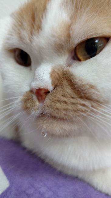 スコティッシュフォールドのセレくん。セレくんのほかにも7匹のスコティッシュフォールドがいる、にぎやかな大家族。そんなセレくんのよだれは小さな雫です。ちょこんと口に付いた雫がなんともかわいらしいですね。 （セレくん、2歳、スコティッシュフォールド）