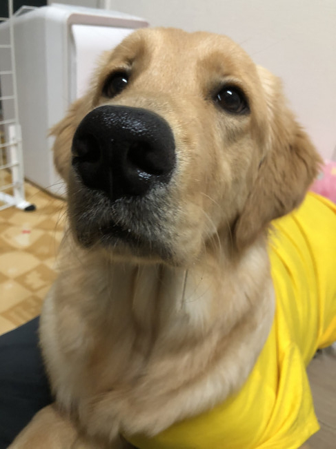 お散歩も川遊びも大好き! アクティブなゴールデンレトリバーのぽてとちゃん。そんなぽてとちゃんのよだれはつららのようです。どこまで伸びていくのかな……? (ぽてとちゃん、1歳、ゴールデンレトリバー)