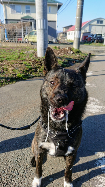 凛々しいお顔の甲斐犬、雪虎くん。この日のよだれは、なんとワイルドなのでしょう! 毎日白い泡々のよだれが出るそうです。一筋の白い模様がどこに出現するのか、ワクワクしちゃいますね。 (雪虎くん、2歳、甲斐犬)