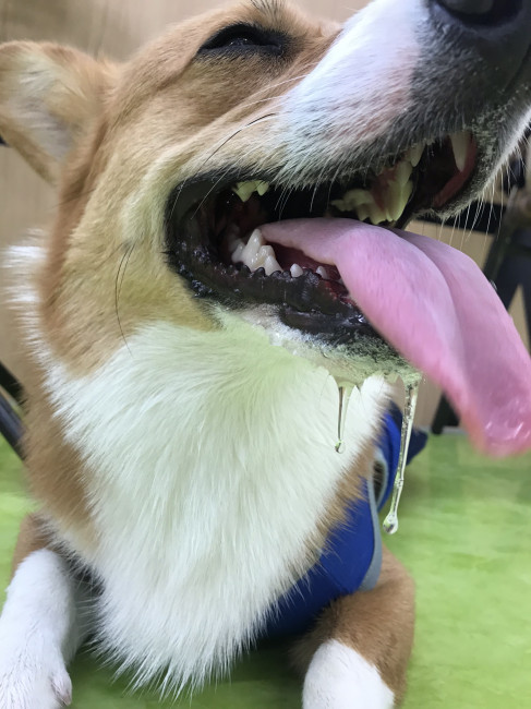 あつい…….。あまりの暑さによだれが出てしまった、コーギーのこうたくん。こうたくんの笑顔から楽しそうな様子が伝わってきます。暑さ対策をしっかりして、たくさん遊んでくださいね! (こうたくん、3歳、ウェルシュ・コーギー・ペンブローク)