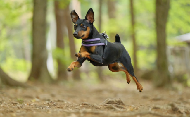 「たのしーい！！」そんな声が聞こえてきそうな一枚！ いつもはちょこんと垂れた耳も、ぴーんと立っています♡ ハナちゃん、飼い主さんと一緒に、たーっくさん遊んでね！（ハナちゃん、1歳、ミニチュアピンシャー）