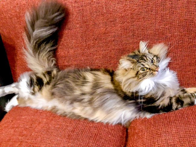 「飛行猫になりたいにゃー」空飛ぶわんちゃんにあこがれているのでしょうか♪ のんびり、まったりなノルくんでした♡(ノルくん、3歳、ノルウェージャンフォレストキャット)