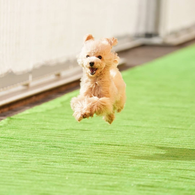 ぴょーん! 空を駆けているのは、トイプードルのしのちゃん。プードル特有のバネが活きていますね。しのちゃんの楽しそうな様子が、写真から伝わってきます♪(しのちゃん、2歳、トイプードル)