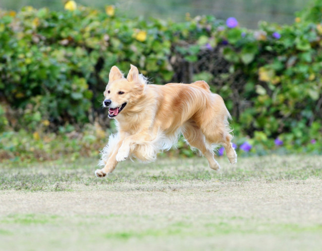 ゴールデンレトリバーのアリスちゃん♡ 大型犬の空飛ぶ写真は難しいそうですが、カメラマンさんのおかげで、毛並みまで美しく撮れていますね! うさ耳のアリスちゃん、かわいい♡(アリスちゃん、5歳、ゴールデンレトリバー)
