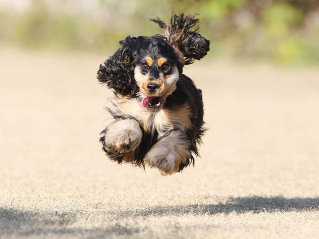片方の耳だけ、ぱたぱた♡ そんなかわいい飛行を見せてくれたのは、イングリッシュコッカースパニエルの梅ちゃん。ふわっふわの毛をなびかせて、飛んでいます!(梅ちゃん、3歳、イングリッシュコッカースパニエル)