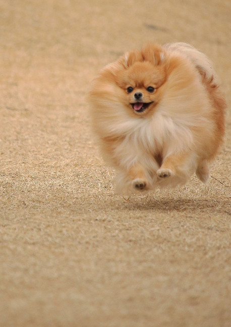 必見‼️飛行犬❤️ なんてゴージャスな毛並み……!さらさら、つやつやの毛が魅力的なポロンちゃん。うれしそうに飛んでいますね♪ そんなポロンちゃんの姿を、カメラに収めた飼い主さんにも、大きな拍手をお送りしたいです!!(ポロンちゃん、2歳、ポメラニアン)