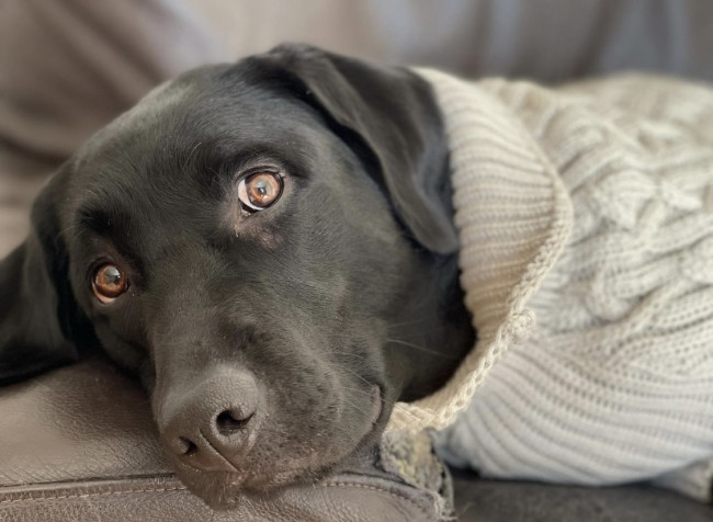 ハイネックを被っているラブラドールレトリバーのSimbaくん。Simbaくんはこのお洋服がお気に入りのようで、すっかりリラックスしています。かわいいながらも、凛々しいお顔はまさに「イケワン」です！（Simbaくん、3歳、ラブラドールレトリバー）