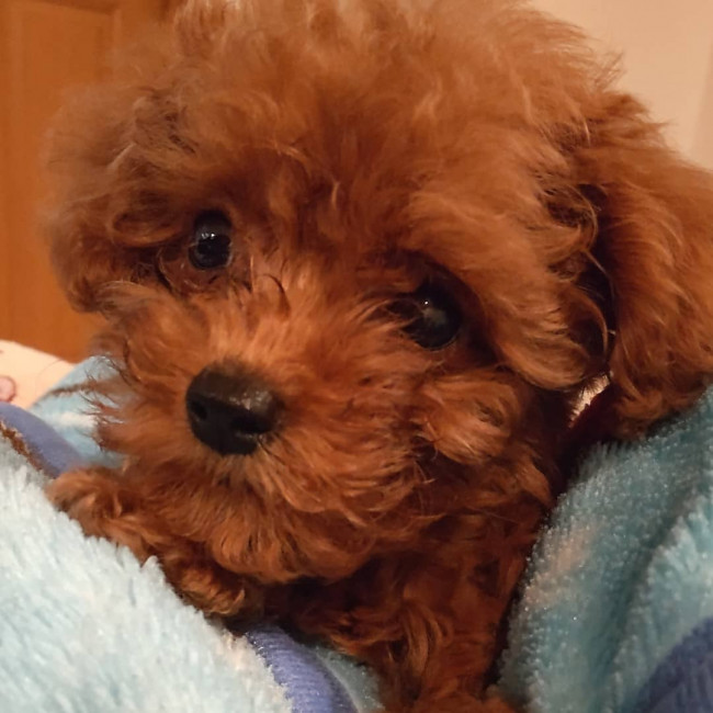 写真を見る人のハートを打ち抜くこの瞳の持ち主は、トイプードルのサリーちゃん。くるくるの毛がかわいい……! パピーのサリーちゃん、飼い主さんと一緒に、楽しい思い出をたくさん作ってね!(サリーちゃん、3カ月、トイプードル)