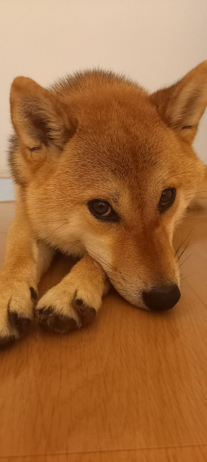 かわいいお顔をおてての上に乗せているのは、柴犬のこむぎちゃんです。飼い主さんの「なでなでしたい」という気持ちを見事に読んでいます。こんなお顔で見られたら、たまらないですね。(こむぎちゃん、2歳、柴犬)