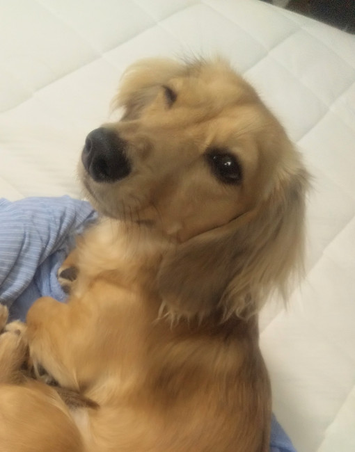かわいいウインクを披露してくれています!こちらは、ミニチュアダックスフンドのむぎちゃん。お昼寝前に、飼い主さんにこんなキュートなお顔を見せてくれたようです。(むぎちゃん、1歳、ミニチュアダックスフンド)