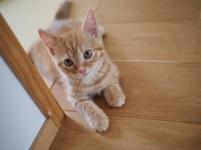 チャビちゃんは、アメリカンショートヘアの女の子。ほんわかした、子猫らしい雰囲気がかわいらしい……! まだ幼気なその姿に、きゅんとしちゃいますね。(チャビちゃん、6カ月、アメリカンショートヘア)