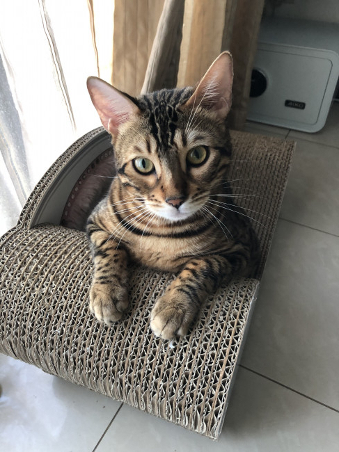 上目遣いできょとん。そんなかわいい姿を見せてくれているのは、ベンガルのリンクくん。肘をついて、会社の社長さんのようですが、その表情は愛らしいですね。(リンクくん、2歳、ベンガル)