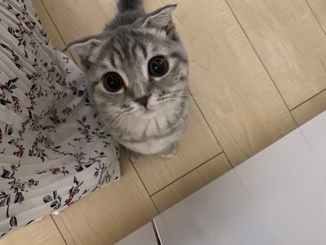 くりくりの目でこちらを見上げているのは、スコティッシュフォールドのまろちゃん。いつも、こうやって飼い主さんを見上げ、おねだりをするそうです。今回は何をもらったのかな?(まろちゃん、1歳、スコティッシュフォールド)