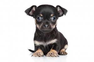 かわいい かわいい 最強 2つの犬種の遺伝子を持つ チワワミックスの魅力と特徴 みんなのペットライフ かわいい かわいい 最強 2つの犬種の遺伝子を持つ チワワミックスの魅力と特徴 みんなのペットライフ