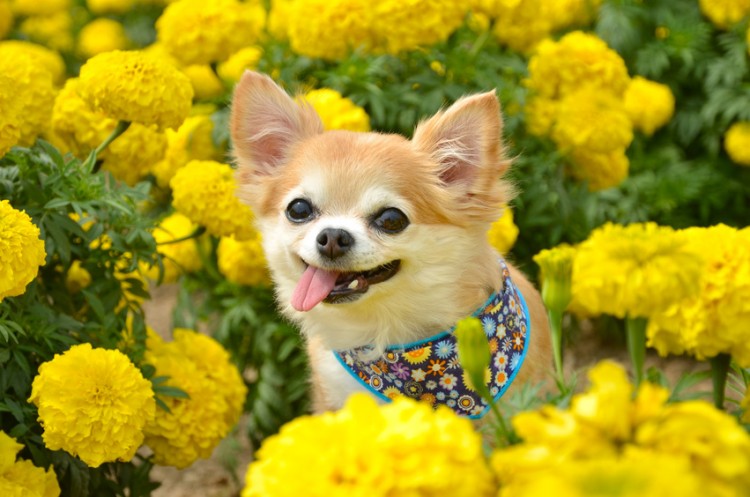 チワワの寿命はどれくらい 小型犬は年を取るのが遅いって本当 長生きの秘訣は みんなのペットライフ