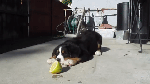 すっぱいいいっ 初めてレモンを見たワンちゃん その反応は みんなのペットライフ すっぱいいいっ 初めてレモンを見たワンちゃん その反応は みんなのペットライフ