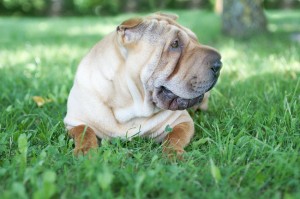 皮がだるだるの愛すべきブサカワ犬 個性が魅力のシャーペイってどんな犬 みんなのペットライフ 皮がだるだるの愛すべきブサカワ犬 個性が魅力のシャーペイってどんな犬 みんなのペットライフ