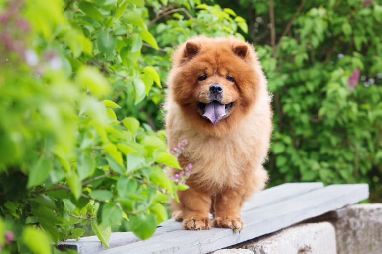 チャウチャウちゃうんちゃう で有名なチャウチャウ 実際どんな犬 みんなのペットライフ