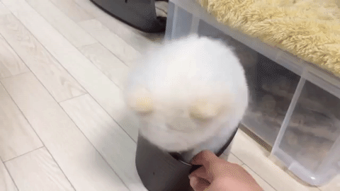 すっぽり感がたまらない バケツにハマっちゃうわたあめ系ポメラニアン みんなのペットライフ すっぽり感がたまらない バケツにハマっちゃうわたあめ系ポメラニアン みんなのペットライフ