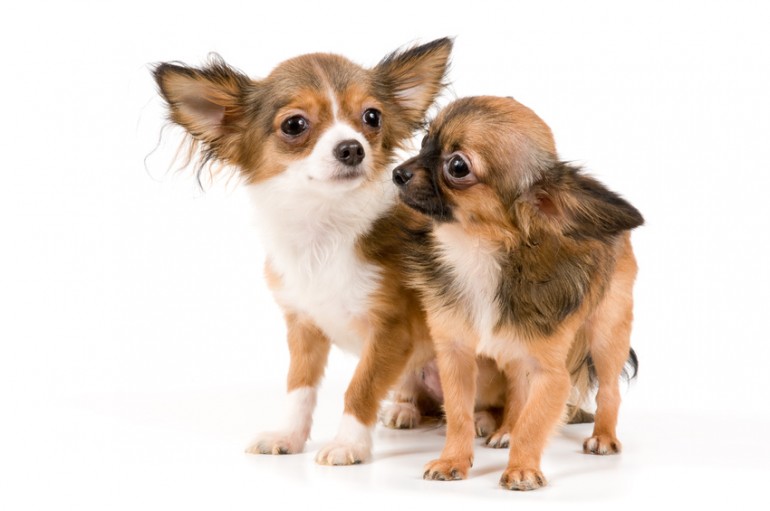 子犬のとき必要なしつけは チワワの育て方のポイントとコツを紹介 みんなのペットライフ 子犬のとき必要なしつけは チワワの育て方のポイントとコツを紹介 みんなのペットライフ