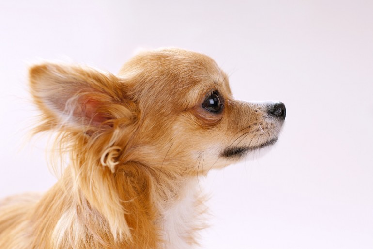 子犬のとき必要なしつけは チワワの育て方のポイントとコツを紹介 みんなのペットライフ 子犬のとき必要なしつけは チワワの育て方のポイントとコツを紹介 みんなのペットライフ
