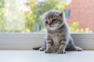 折れ耳の子猫は高くなる スコティッシュフォールドの値段と相場について みんなのペットライフ