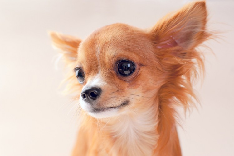 しつけ 犬 噛む