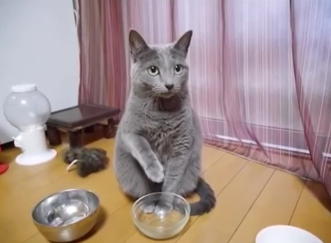 ごはんがほしいにゃ あの手この手でちょうだいアピールするネコさん みんなのペットライフ ごはんがほしいにゃ あの手この手でちょうだいアピールするネコさん みんなのペットライフ