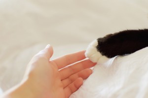 猫が一緒に添い寝するのは信頼の証 寝る場所や人を選ぶ理由を解説 みんなのペットライフ 猫が一緒に添い寝するのは信頼の証 寝る場所や人を選ぶ理由を解説 みんなのペットライフ