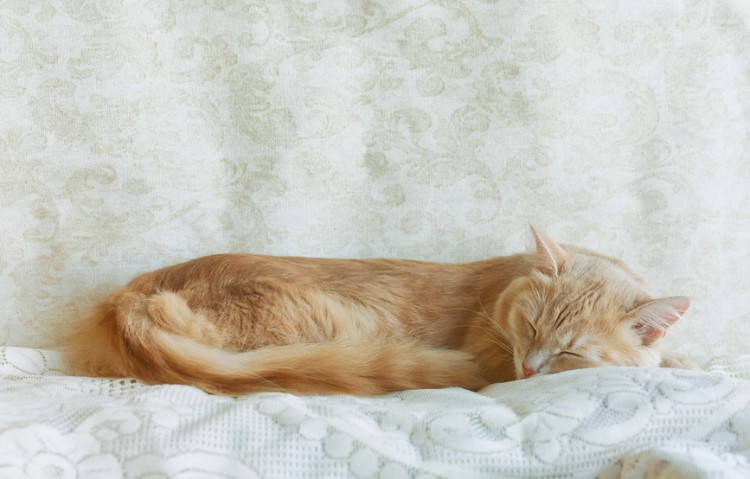 猫が一緒に添い寝するのは信頼の証 寝る場所や人を選ぶ理由を解説 みんなのペットライフ
