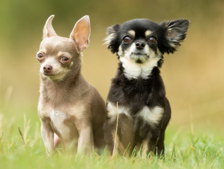 チワワを飼いたい！ 家族に迎える子犬の選び方とチェック項目を紹介｜みんなのペットライフ