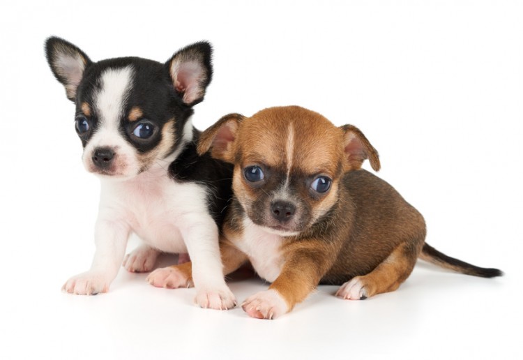 チワワを飼いたい！ 家族に迎える子犬の選び方とチェック項目を紹介｜みんなのペットライフ