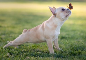 ブサカワで大人気 フレンチブルドッグの特徴や飼い方のポイントとは みんなのペットライフ