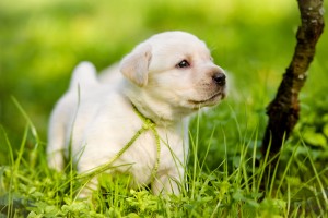 犬の短毛種の特徴と飼い方のポイント みんなのペットライフ 犬の短毛種の特徴と飼い方のポイント みんなのペットライフ