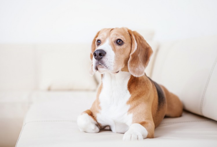 犬の短毛種の特徴と飼い方のポイント みんなのペットライフ