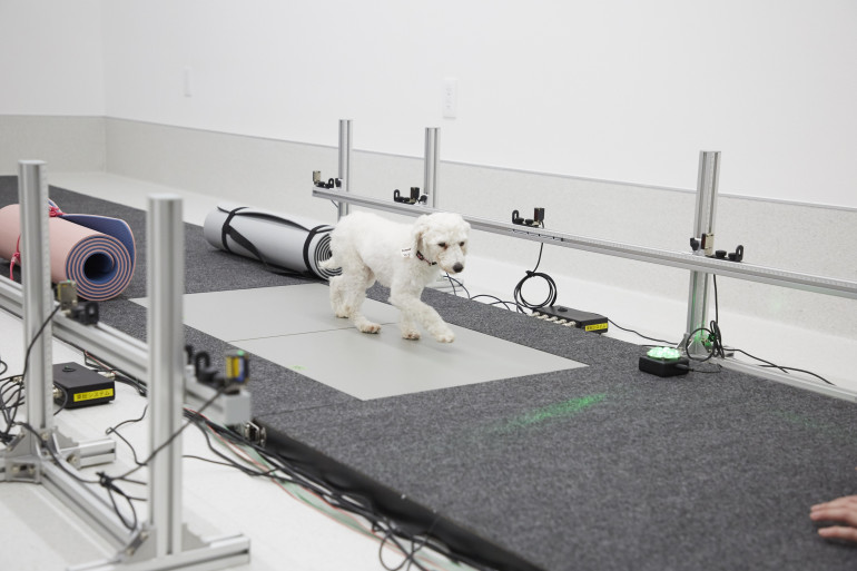 リハビリ中の犬