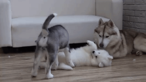 甘えたいざかり シベリアンハスキーとサモエドのなかよし家族 みんなのペットライフ 甘えたいざかり シベリアンハスキーとサモエドのなかよし家族 みんなのペットライフ