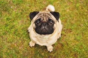 鼻ぺちゃ犬ってどんな犬 ブサカワが魅力の鼻ぺちゃ犬の特徴や飼い方を紹介 みんなのペットライフ 鼻ぺちゃ犬ってどんな犬 ブサカワが魅力の鼻ぺちゃ犬の特徴や飼い方を紹介 みんなのペットライフ